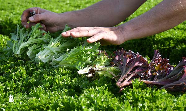 Teen leaf en el CED de RZ en el campo de Cartagena