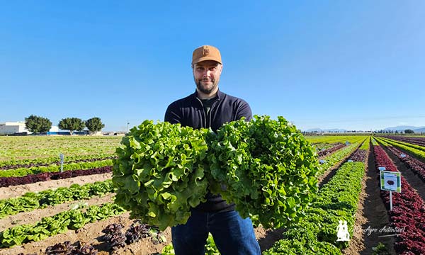 Lechuga Batavia de Gautier