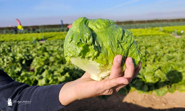 Lechuga iceberg