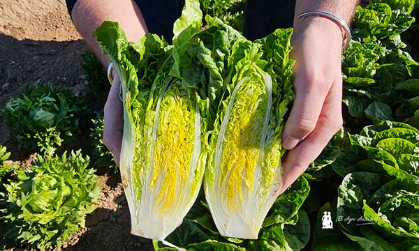 Lechuga mini romana