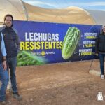 La lechuga en Ramiro Arnedo. El eslogan lo define perfectamente: resistentes / agroautentico.com