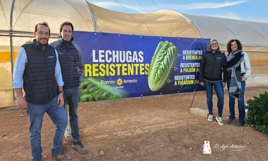 La lechuga en Ramiro Arnedo. El eslogan lo define perfectamente: resistentes / agroautentico.com