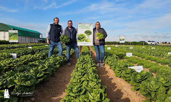 Lechugas romanas de Ramiro Arnedo en Murcia / agroautentico.com