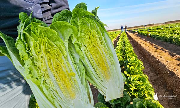 Lechuga romana CO2151 RZ Knox de Rijk Zwaan