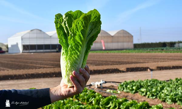 Rijk Zwaan innova de la crunchy pequeña a la midi con hoja dulce y crujiente