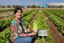 Romanas y mini romanas con nervio sólido y resistencias a bremia y fusarium