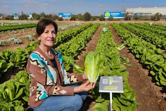 Romanas y mini romanas con nervio sólido y resistencias a bremia y fusarium