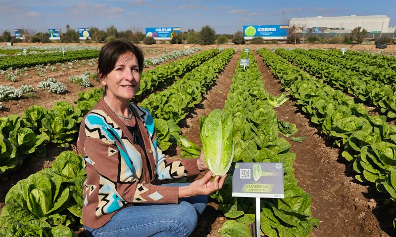 Romanas y mini romanas con nervio sólido y resistencias a bremia y fusarium