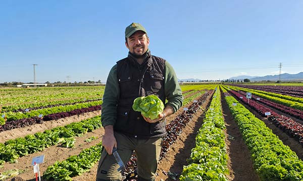 Lechuga trocadero de Gautier