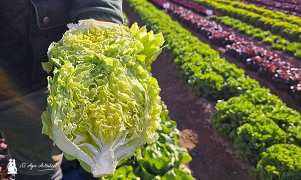 Lechuga Trocadero