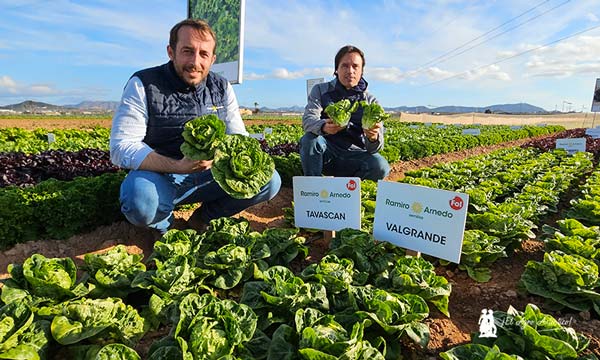 Cogollos de Tudela o Little Gem. Variedades Tavascan y Valgrande / agroautentico.com