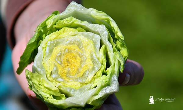 Nervio sólido en la primera mini romana de Syngenta con esta característica / agroautentico.com