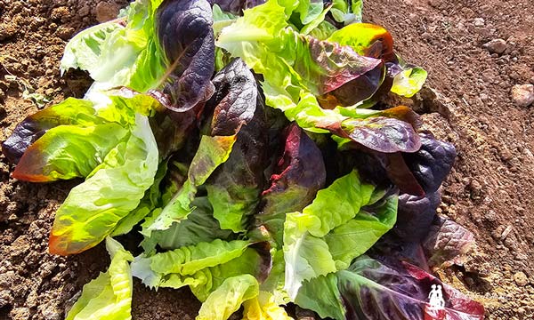 Hojas de lechuga multileaf de Syngenta / agroautentico.com