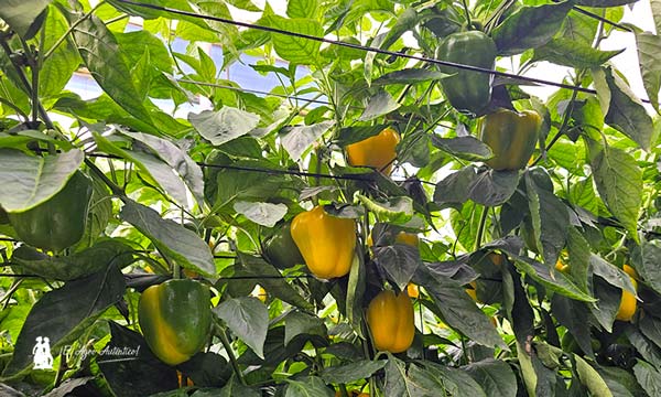 Pimientos de HM.Clause: variedad Belenus / agroautentico.com