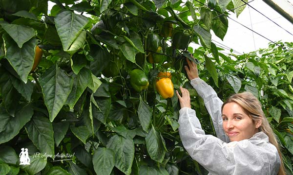 Pimientos de HM.Clause: variedad Biblos / agroautentico.com