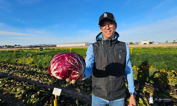 Óscar Peñalver con la variedad Canaletto de Radicchio Rosso / agroautentico.com