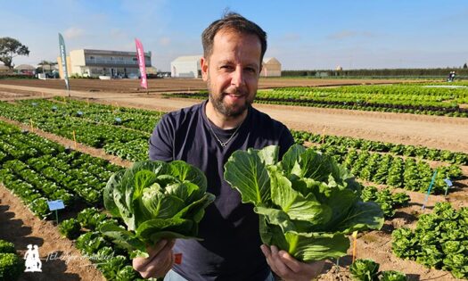 Rijk Zwaan innova de la crunchy pequeña a la midi con hoja dulce y crujiente-agroautentico.com