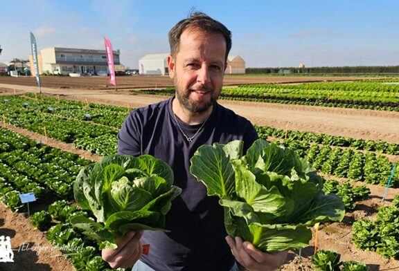 Rijk Zwaan innova de la crunchy pequeña a la midi con hoja dulce y crujiente