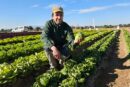 El breeder de las Baby, Batavias y mini romanas de Gautier