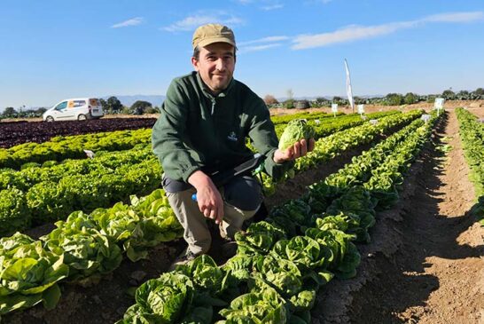 El breeder de las Baby, Batavias y mini romanas de Gautier