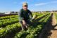 El breeder de las Baby, Batavias y mini romanas de Gautier