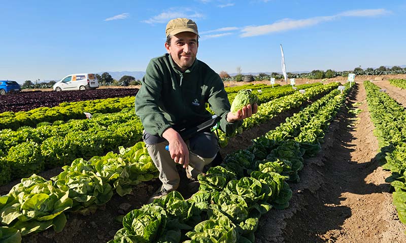 El breeder de las Baby, Batavias y mini romanas de Gautier