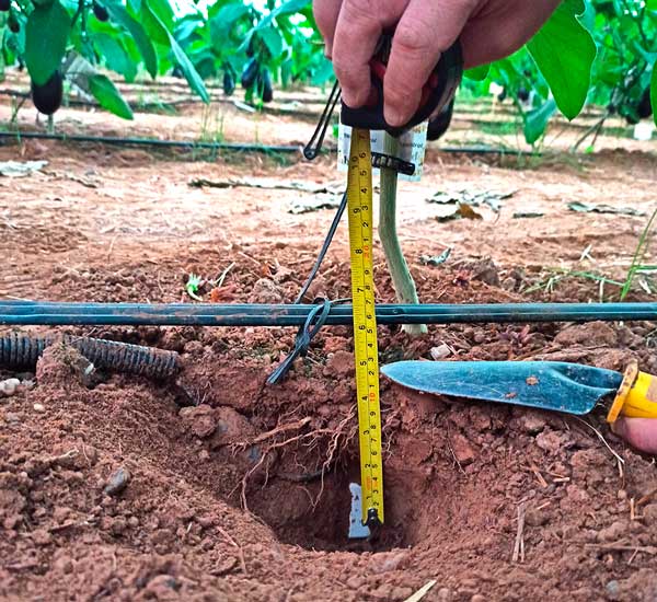 El Kit Digital y la tecnología de BrioAgro. Sondas de humedad / agroautentico.com