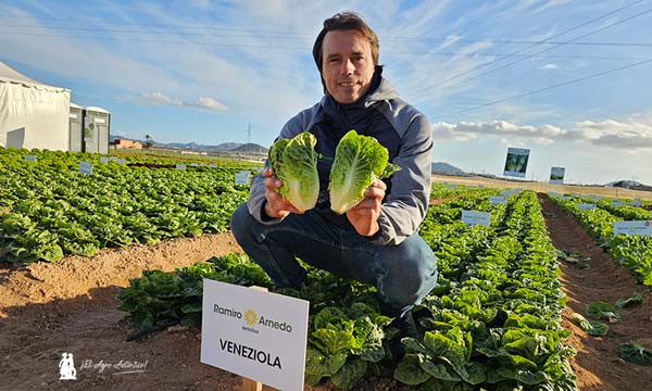 Lechuga mini romana Veneziola de Ramiro Arnedo / agroautentico.com