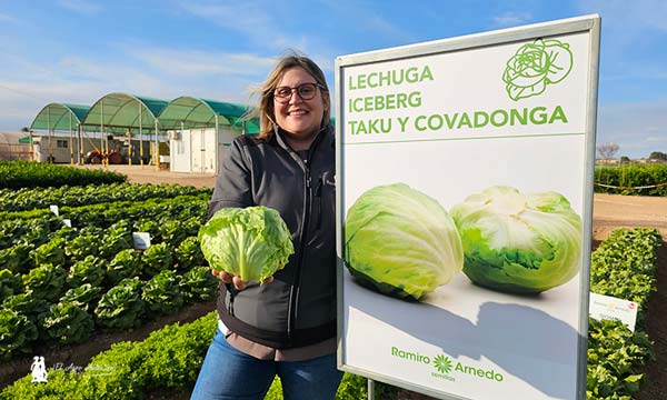 Lechuga iceberg Taku de Ramiro Arnedo / agroautentico.com