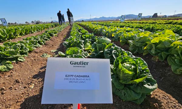 El breeder de las Baby, Batavias y mini romanas de Gautier