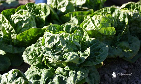 El breeder de las Baby, Batavias y mini romanas de Gautier