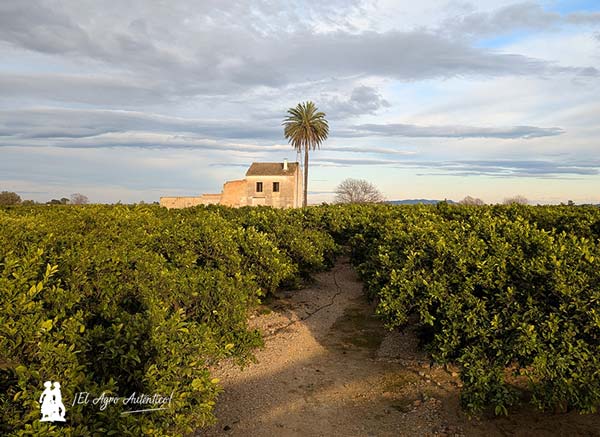 Cítricos en la comarca valenciana de la Ribera. Algemesí / agroautentico.com