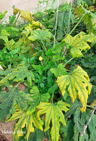 Cuatro claves para hacer un autodiagnóstico rápido de virosis en el campo 4