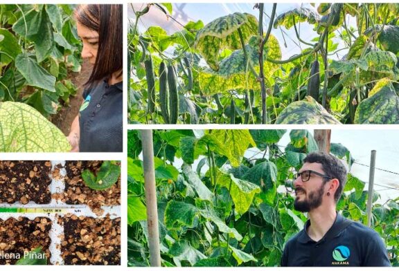 Cuatro claves para hacer un autodiagnóstico rápido de virosis en el campo