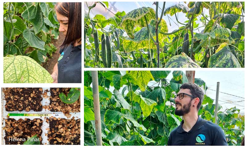 Cuatro claves para hacer un autodiagnóstico rápido de virosis en el campo