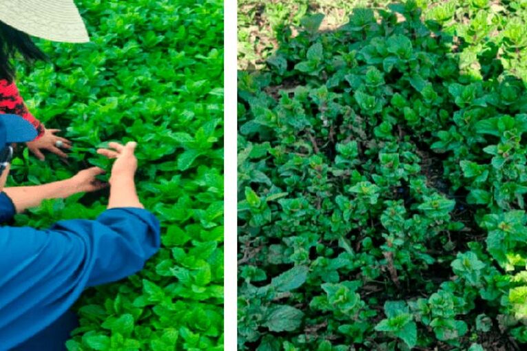 Ensayos de Ecoculture mejoran la capacidad fotosintética y resiliencia del cultivo