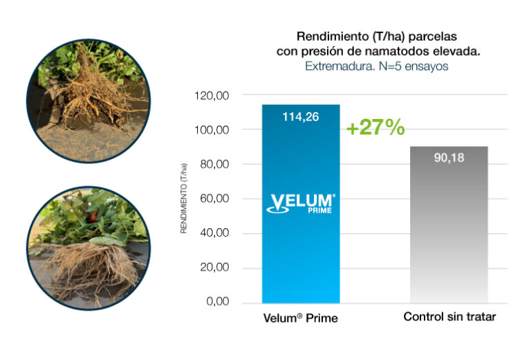 Nematodos en tomate de industria: claves y desafíos para mantener la viabilidad del cultivo