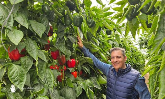 Jesús García, técnico comercial de Syngenta, con pimiento Yamato / agroautentico.com