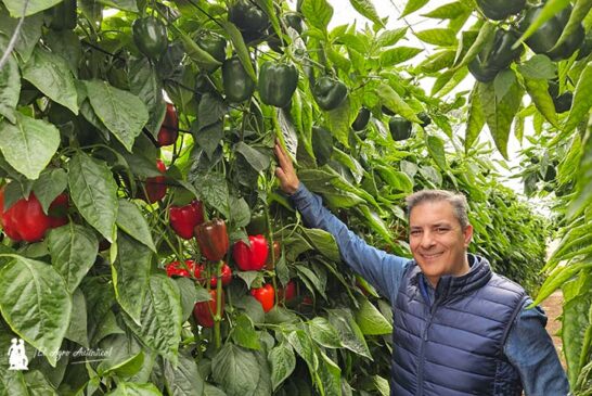 La evolución del pimiento tardío en Syngenta: Spartanos, Balcanes y Yamato