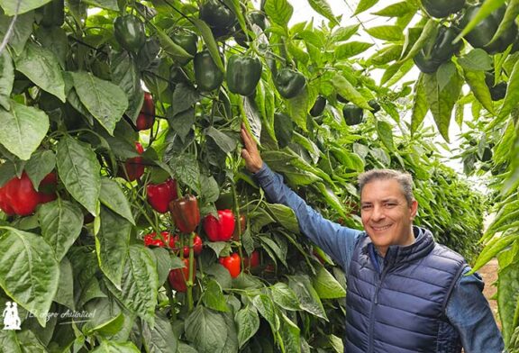 La evolución del pimiento tardío en Syngenta: Spartanos, Balcanes y Yamato