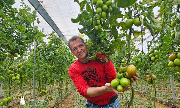 Pedro Cañete, agricultor de tomate en Almería / agroautentico.com