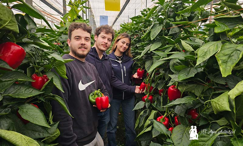 Vellsam, ensayos en pimiento. Nerea Vargas y Rafa Cid con el agricultor Antonio Jesús Parrilla / agroautentico.com