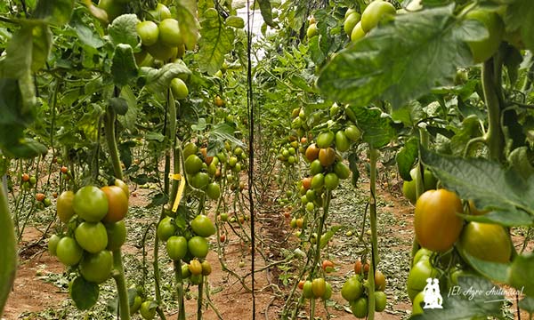 Vellsam. Ensayos en tomate en Almería / agroautentico.com