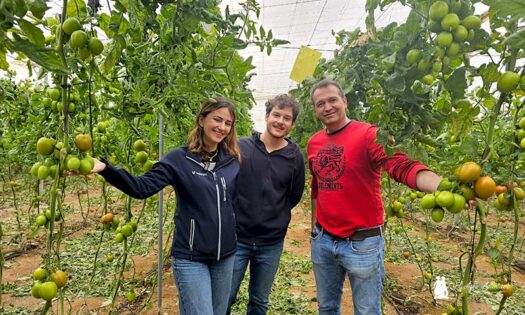 Vellsam, ensayos en la finca de tomate de Pedro Cañete / agroautentico.com