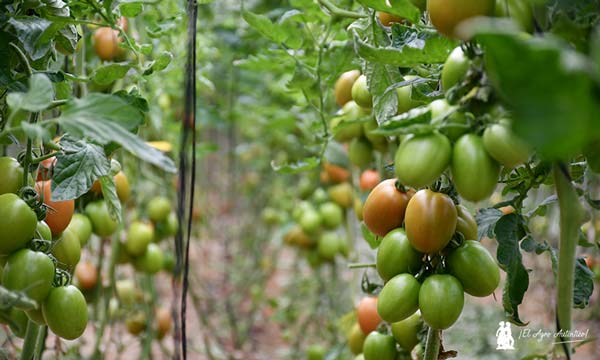 Tomates en invernaderos de Almería / agroautentico.com