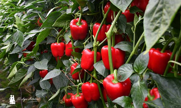 Pimientos californias rojos en invernaderos de Almería / agroautentico.com