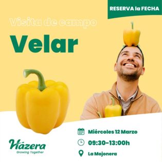 Jornada de pimiento amarillo Velar de Hazera