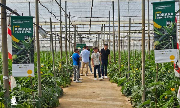 Calabacín con resistencia a Nueva Delhi