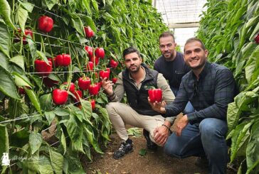 Pimiento Bernabel es el rojo para tardío de Harmoniz