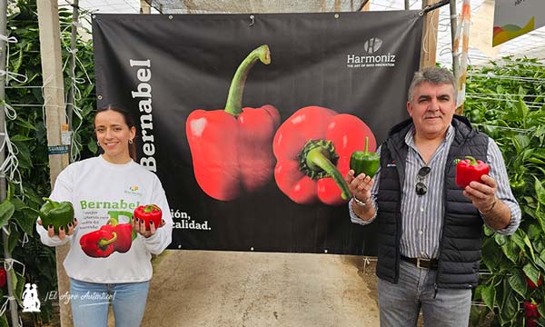 Ginés Oliver, agricultor y empresario, con la nueva variedad para tardío pimiento Bernabel / agroautentico.com